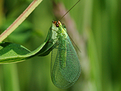 Golden-eyed Lacewing